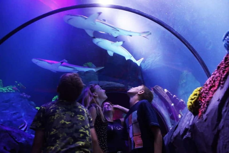 Ticket to SEA LIFE Konstanz - Turtle Rescue Mission from April 30 to June 9