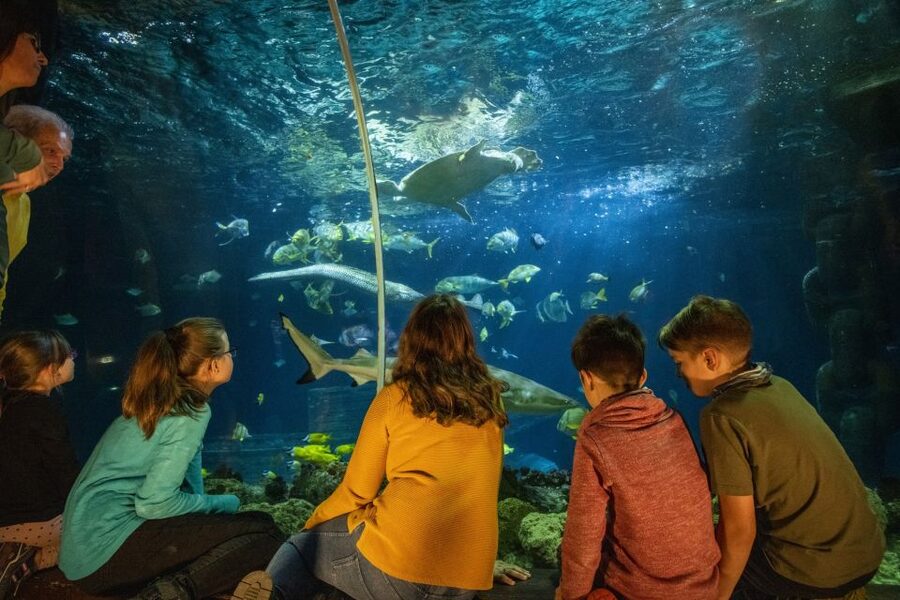 Ticket to SEA LIFE Konstanz - The Lake Constance Museum of Natural History